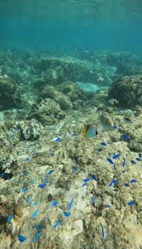 武藤潜水に投稿された画像（2024/10/9）