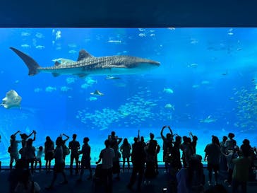 沖縄美ら海水族館に投稿された画像（2024/10/7）