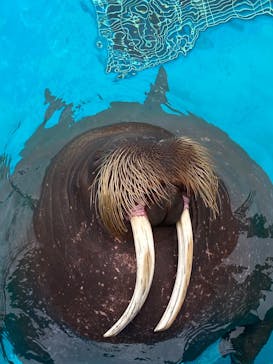 鴨川シーワールドに投稿された画像（2024/10/9）