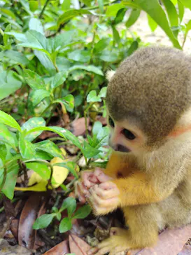 石垣やいま村に投稿された画像（2024/10/9）