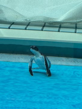 名古屋港水族館に投稿された画像（2024/10/9）