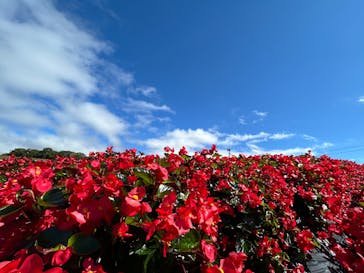 ひるがのピクニックガーデンに投稿された画像（2024/10/9）