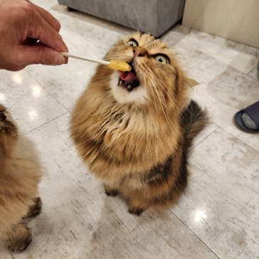 猫カフェモカ　町田ジョルナ店に投稿された画像（2024/10/9）