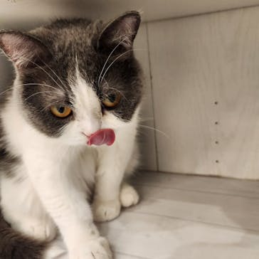 猫カフェモカ　町田ジョルナ店に投稿された画像（2024/10/9）