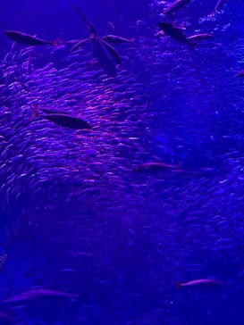 アクアワールド茨城県大洗水族館に投稿された画像（2024/10/9）