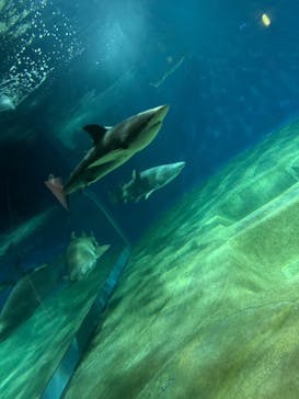 アクアワールド茨城県大洗水族館に投稿された画像（2024/10/9）