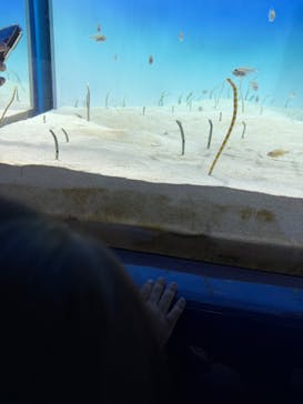 アクアワールド茨城県大洗水族館に投稿された画像（2024/10/9）