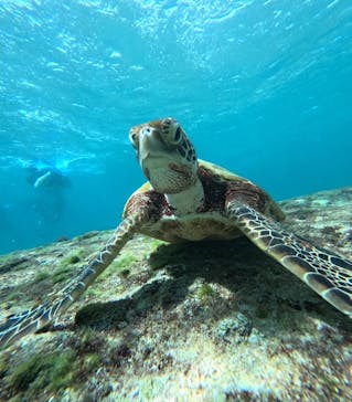 宮古島 ADVENTURE PiPi（ミヤコジマ アドベンチャー ピピ）に投稿された画像（2024/10/9）