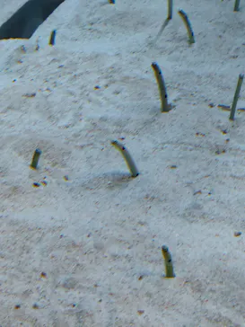 すみだ水族館に投稿された画像（2024/10/9）