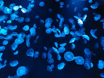 すみだ水族館に投稿された画像（2024/10/9）