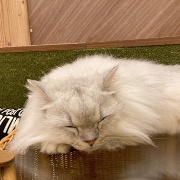 猫カフェモカ　大阪心斎橋店に投稿された画像（2024/10/9）