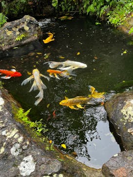 下田ロープウェイに投稿された画像（2024/10/9）