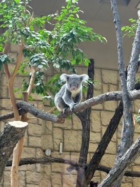 名古屋市東山動植物園に投稿された画像（2024/10/9）