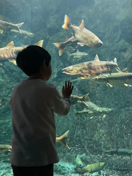 サケのふるさと 千歳水族館に投稿された画像（2024/10/9）
