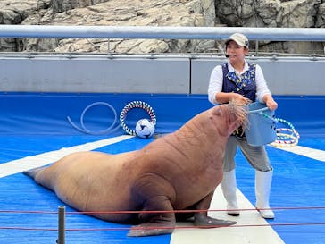 大分マリーンパレス水族館 「うみたまご」に投稿された画像（2024/10/9）
