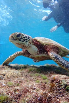 nico 宮古島に投稿された画像（2024/10/9）