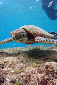 nico 宮古島に投稿された画像（2024/10/9）