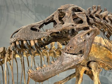 福井県立恐竜博物館に投稿された画像（2024/10/10）