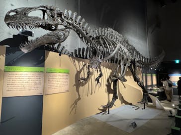 福井県立恐竜博物館に投稿された画像（2024/10/10）