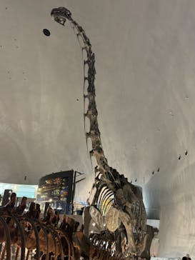 福井県立恐竜博物館に投稿された画像（2024/10/10）