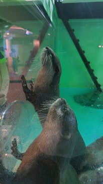 しながわ水族館に投稿された画像（2024/10/10）