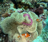 青の洞窟専門店　沖縄ダイビングショップ和に投稿された画像（2024/10/10）