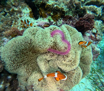 青の洞窟専門店　沖縄ダイビングショップ和に投稿された画像（2024/10/10）