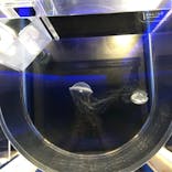 京都水族館に投稿された画像（2024/10/10）