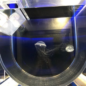 京都水族館に投稿された画像（2024/10/10）