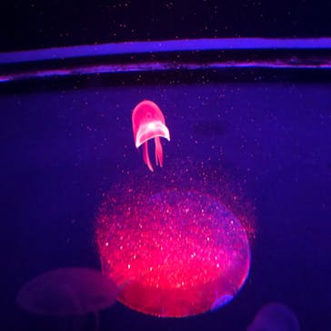 京都水族館に投稿された画像（2024/10/10）