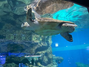 名古屋港水族館に投稿された画像（2024/10/10）
