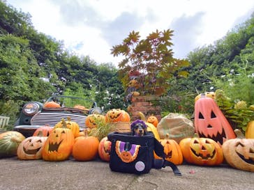 横浜イングリッシュガーデンに投稿された画像（2024/10/10）