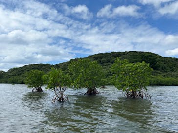 西表島 ADVENTURE PiPi（アドベンチャーピピ）に投稿された画像（2024/10/10）