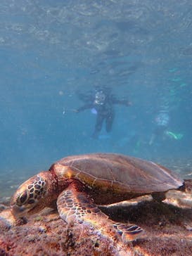 nico 宮古島に投稿された画像（2024/10/10）