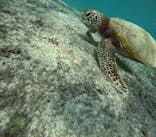 オースリーシュノーケル宮古島に投稿された画像（2024/10/10）