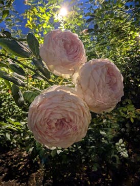 いばらきフラワーパークに投稿された画像（2024/10/10）