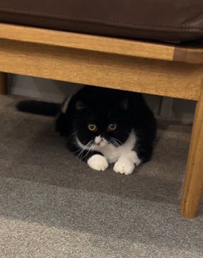 猫カフェモカ　渋谷公園通り店に投稿された画像（2024/10/10）