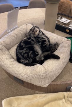 猫カフェモカ　渋谷公園通り店に投稿された画像（2024/10/10）