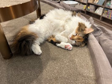 猫カフェモカ　渋谷公園通り店に投稿された画像（2024/10/10）