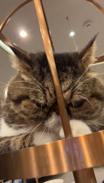 猫カフェモカ　渋谷公園通り店に投稿された画像（2024/10/10）