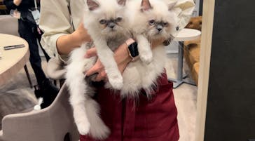 猫カフェモカ　渋谷公園通り店に投稿された画像（2024/10/10）