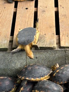 おきなわワールドに投稿された画像（2024/10/10）