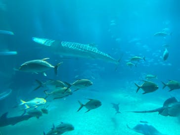 名古屋港水族館に投稿された画像（2024/10/10）