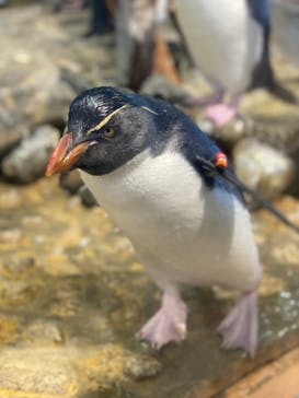 名古屋港水族館に投稿された画像（2024/10/10）