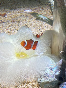 名古屋港水族館に投稿された画像（2024/10/10）