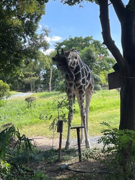天王寺動物園に投稿された画像（2024/10/10）