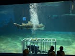 アクアワールド茨城県大洗水族館に投稿された画像（2024/10/11）