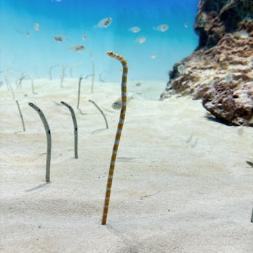 アクアワールド茨城県大洗水族館に投稿された画像（2024/10/11）