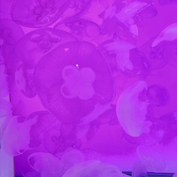 アクアワールド茨城県大洗水族館に投稿された画像（2024/10/11）