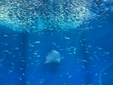 アクアワールド茨城県大洗水族館に投稿された画像（2024/10/11）